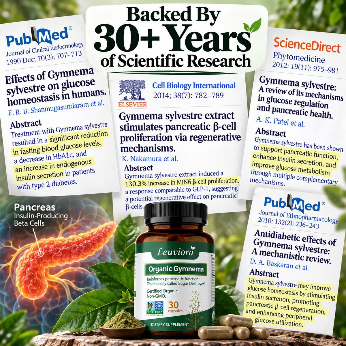 Gymnema Sylvestre — Extensively Studied For its Remarkable Research in Pancreatic Function and Beta Cell Support