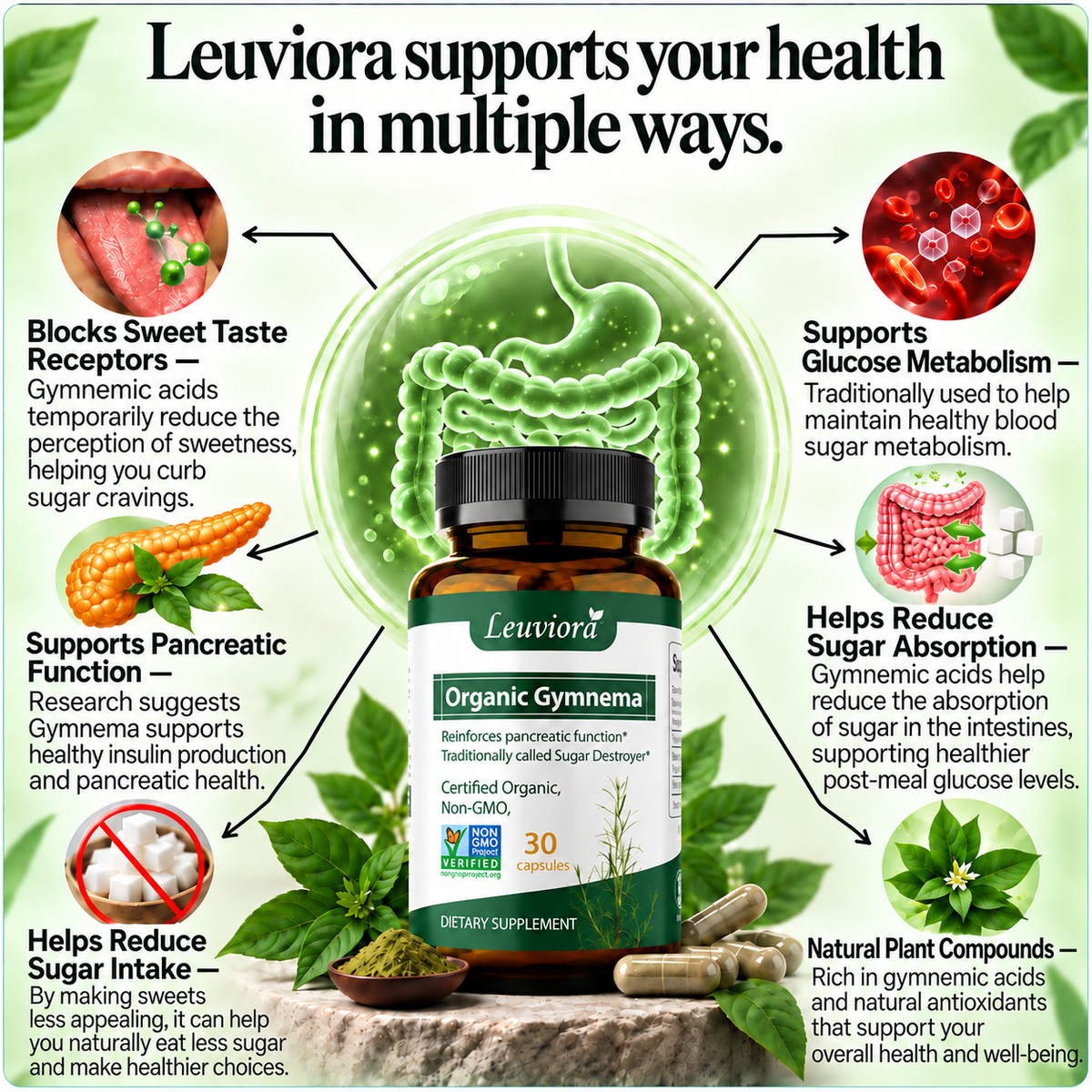 Gymnema Sylvestre — Extensively Studied For its Remarkable Research in Pancreatic Function and Beta Cell Support